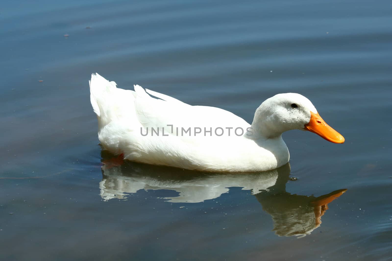 A White domestic duck in a pond