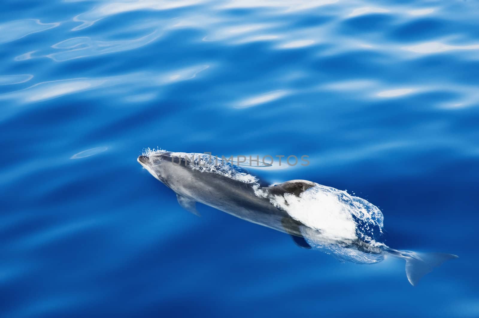 Dolphin swimming, Pico island, Azores by mrfotos