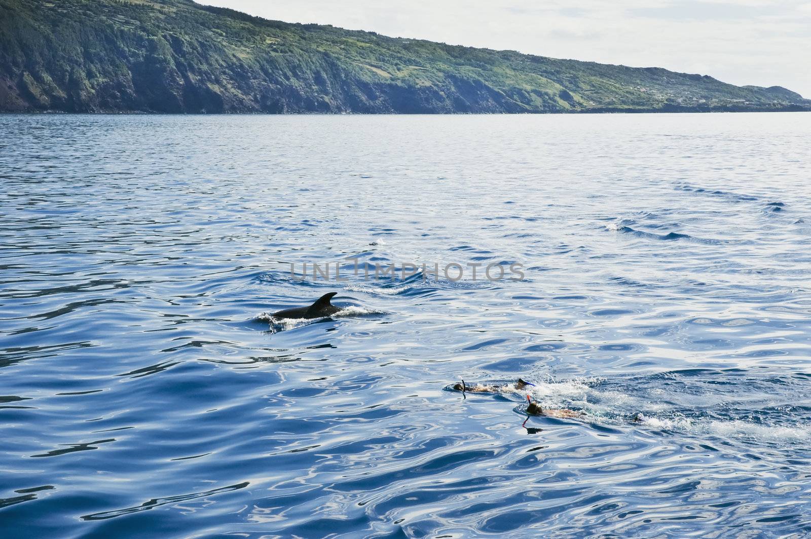 Boys swimming with the dolphins near the shore in Pico island, Azores, Portugal
