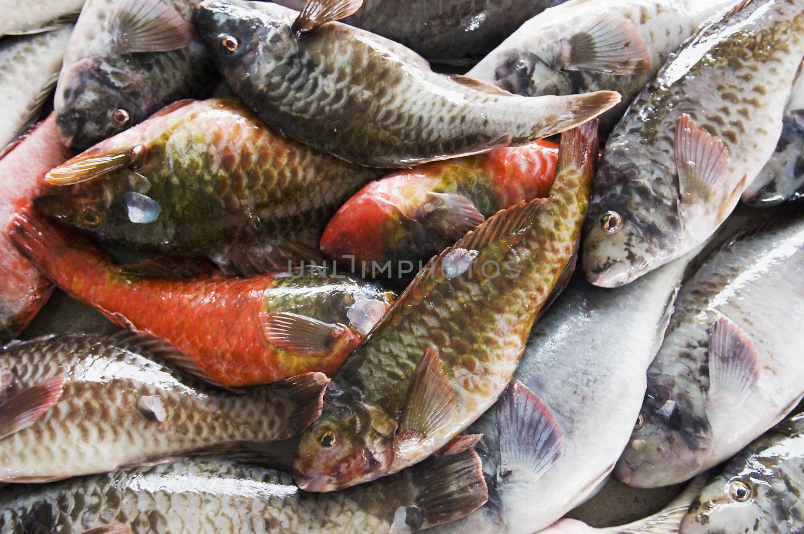 Parrotfish ready for sale at the market, Pico Island, Azores, Portugal
