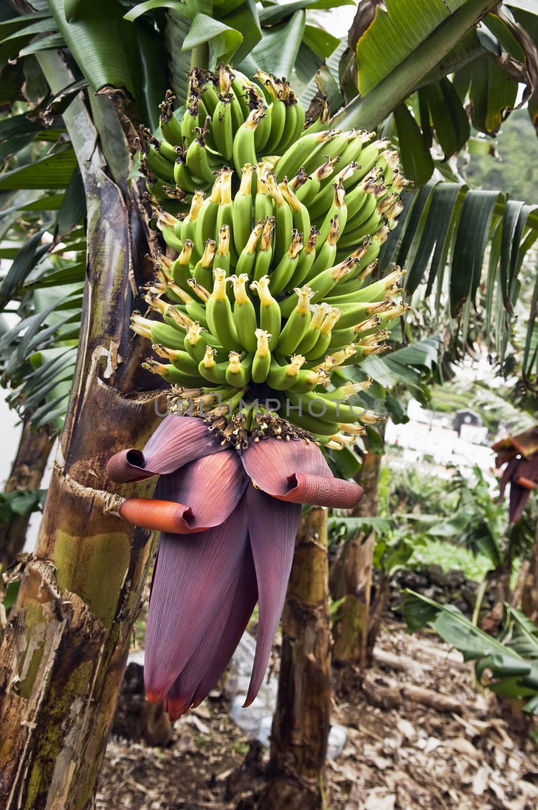 Bunch of bananas in banana plantation, Pico Island, Azores, Portugal