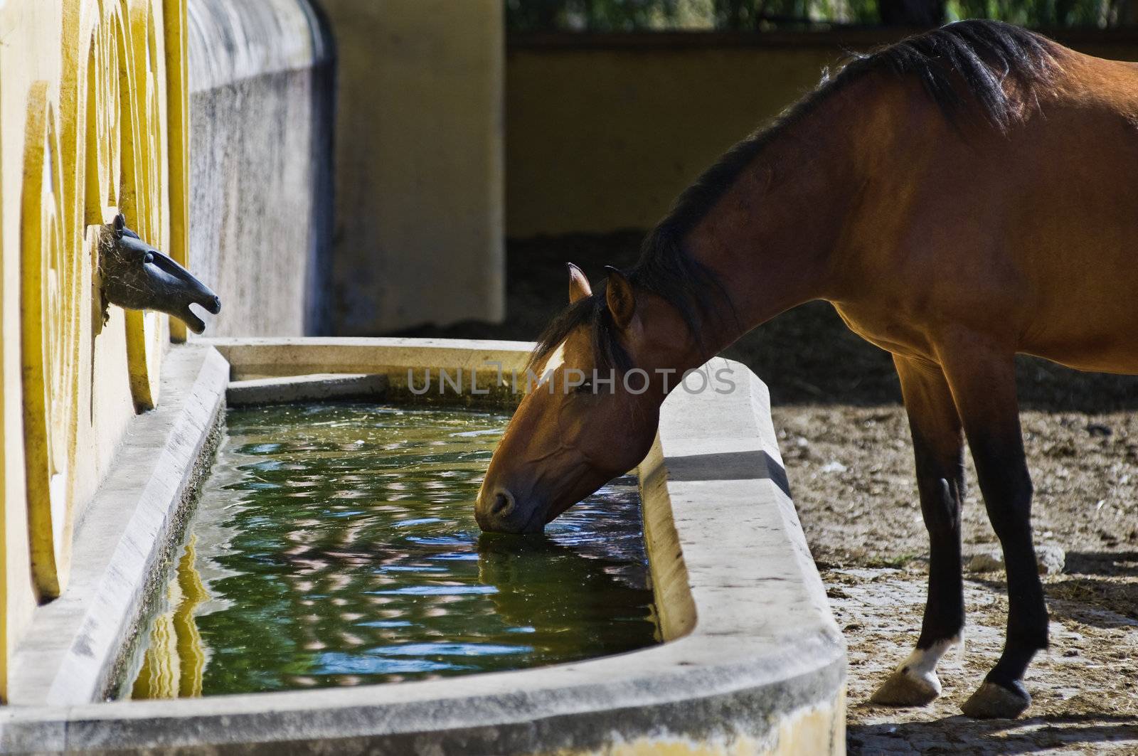 Chestnut horse drinking in a decorated fountain
