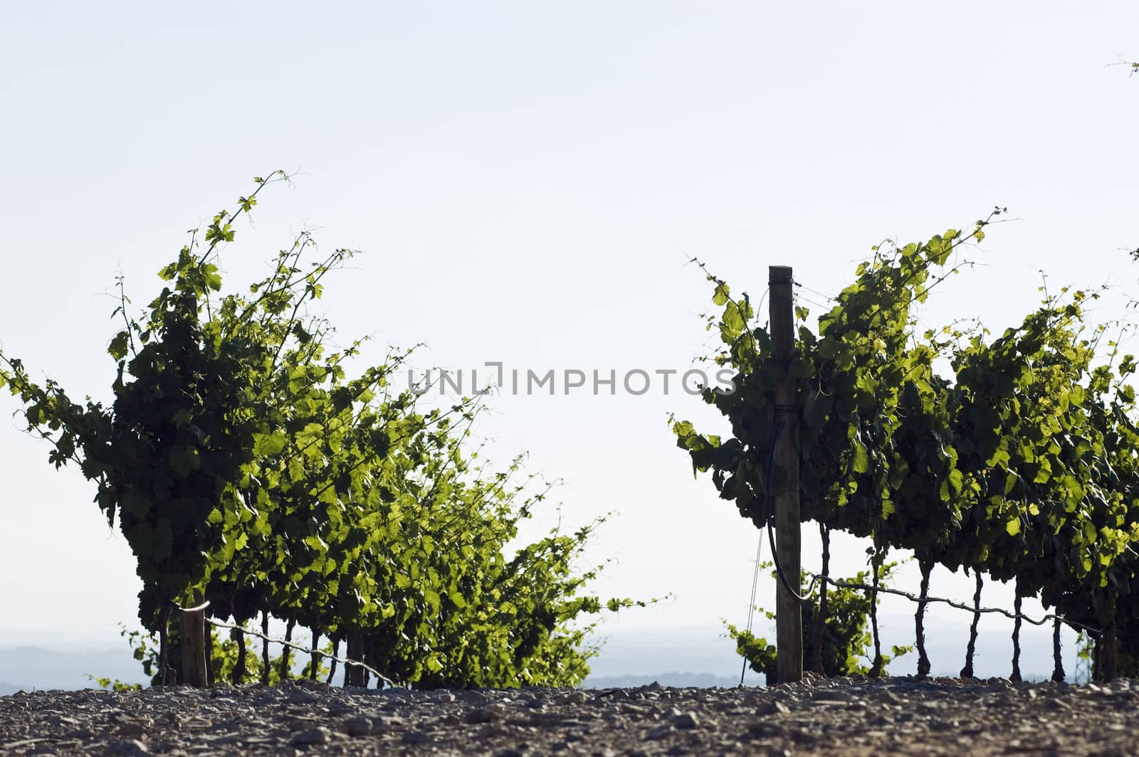 Vineyard rows by mrfotos
