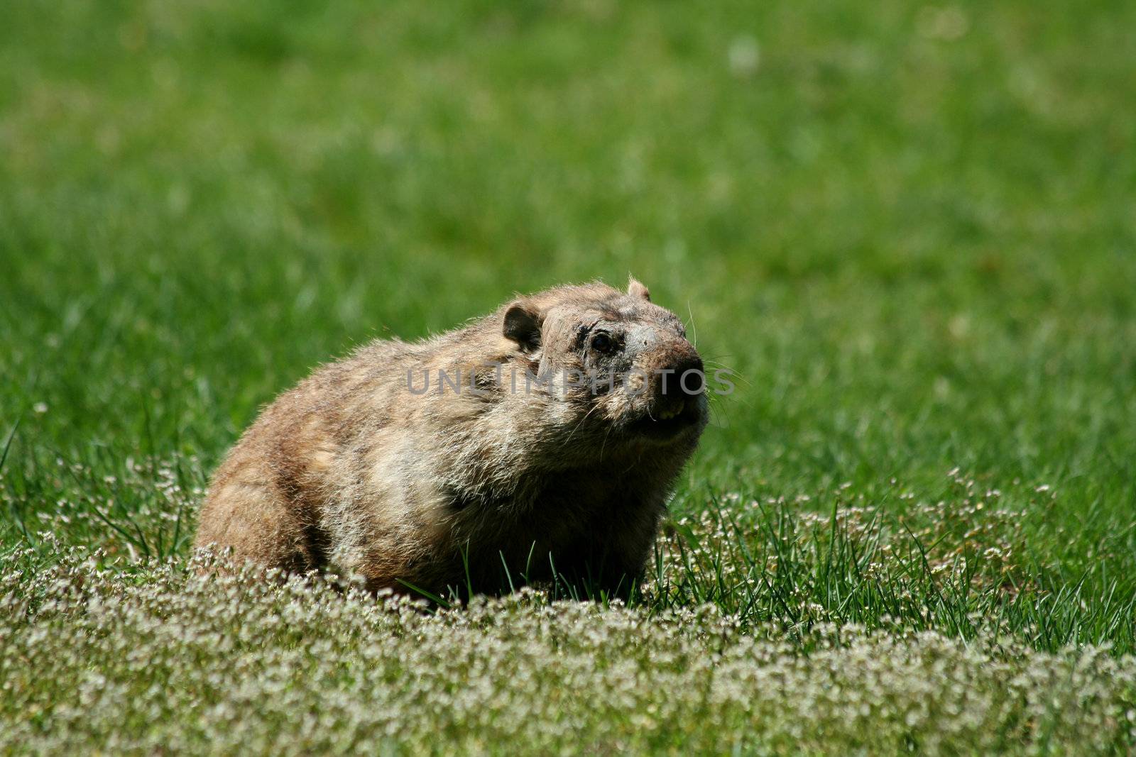 A Groundhog popping out of his hole