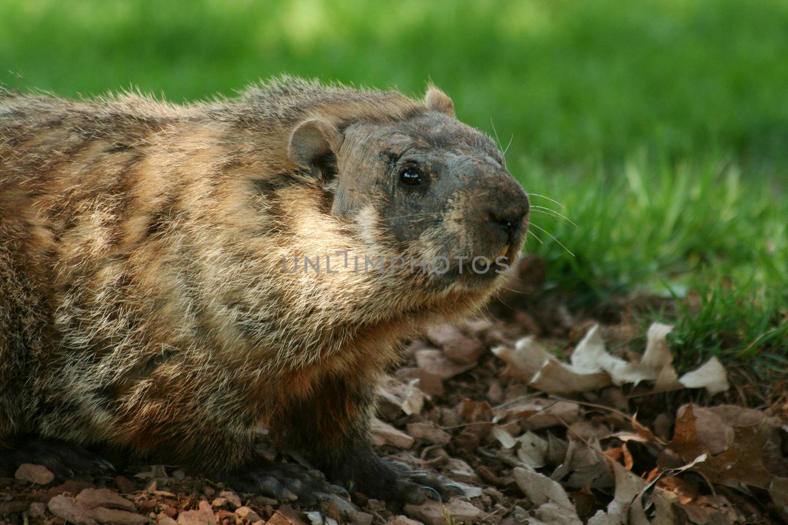 A Groundhog popping out of his hole