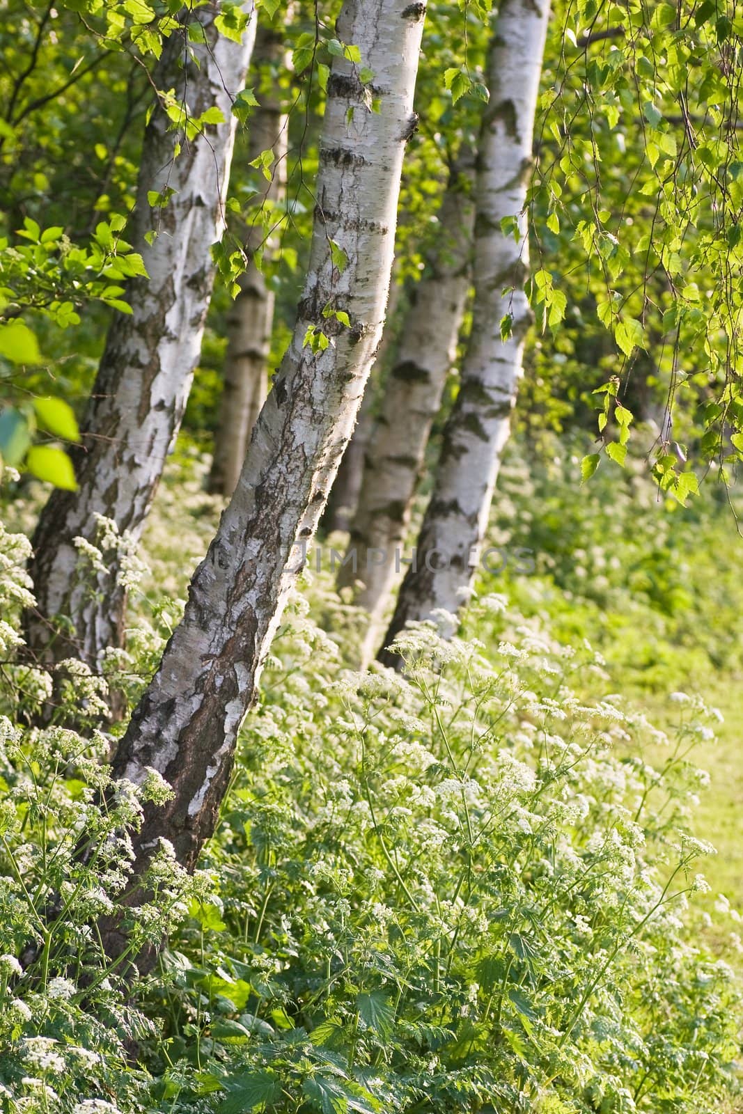 Evening light in april with Birch trees and Cow Parsley 