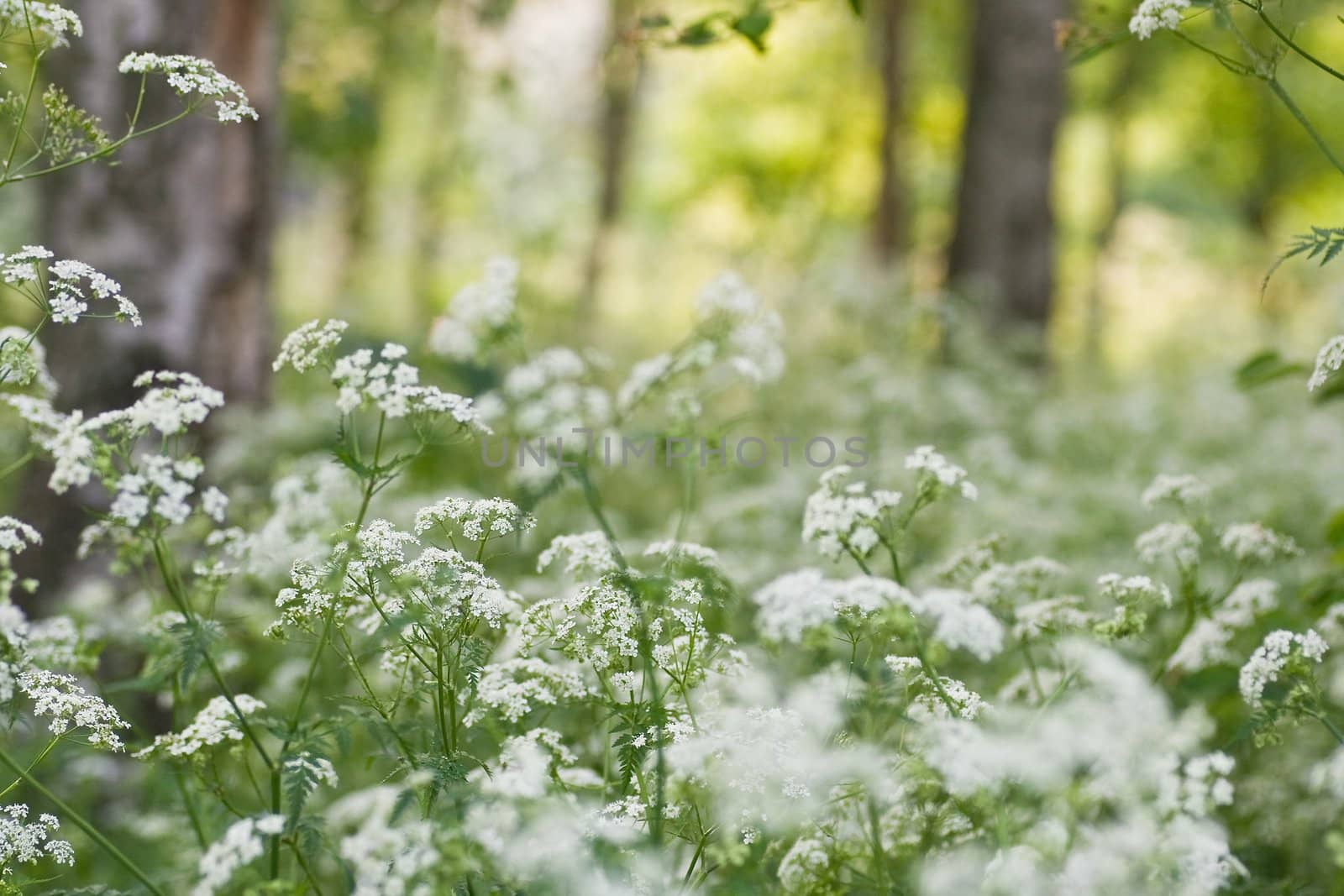 White blooming Cow Parsley  by Colette