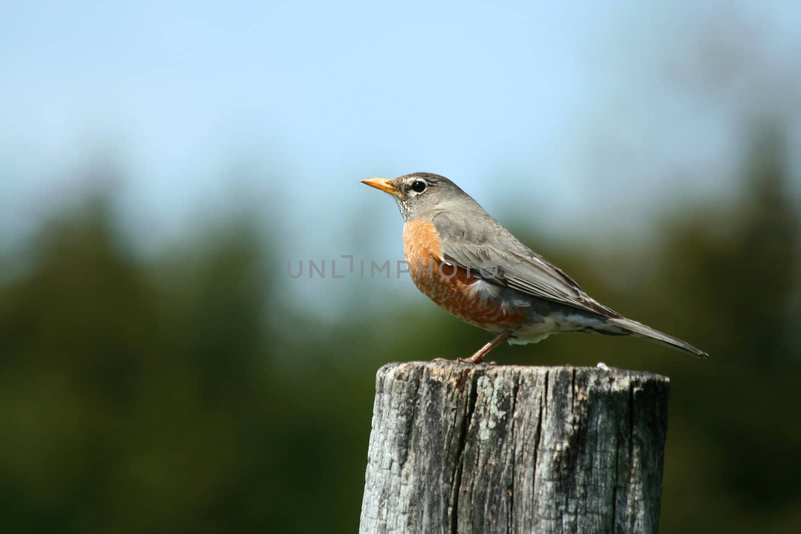 A redbrested robin on a fence post
