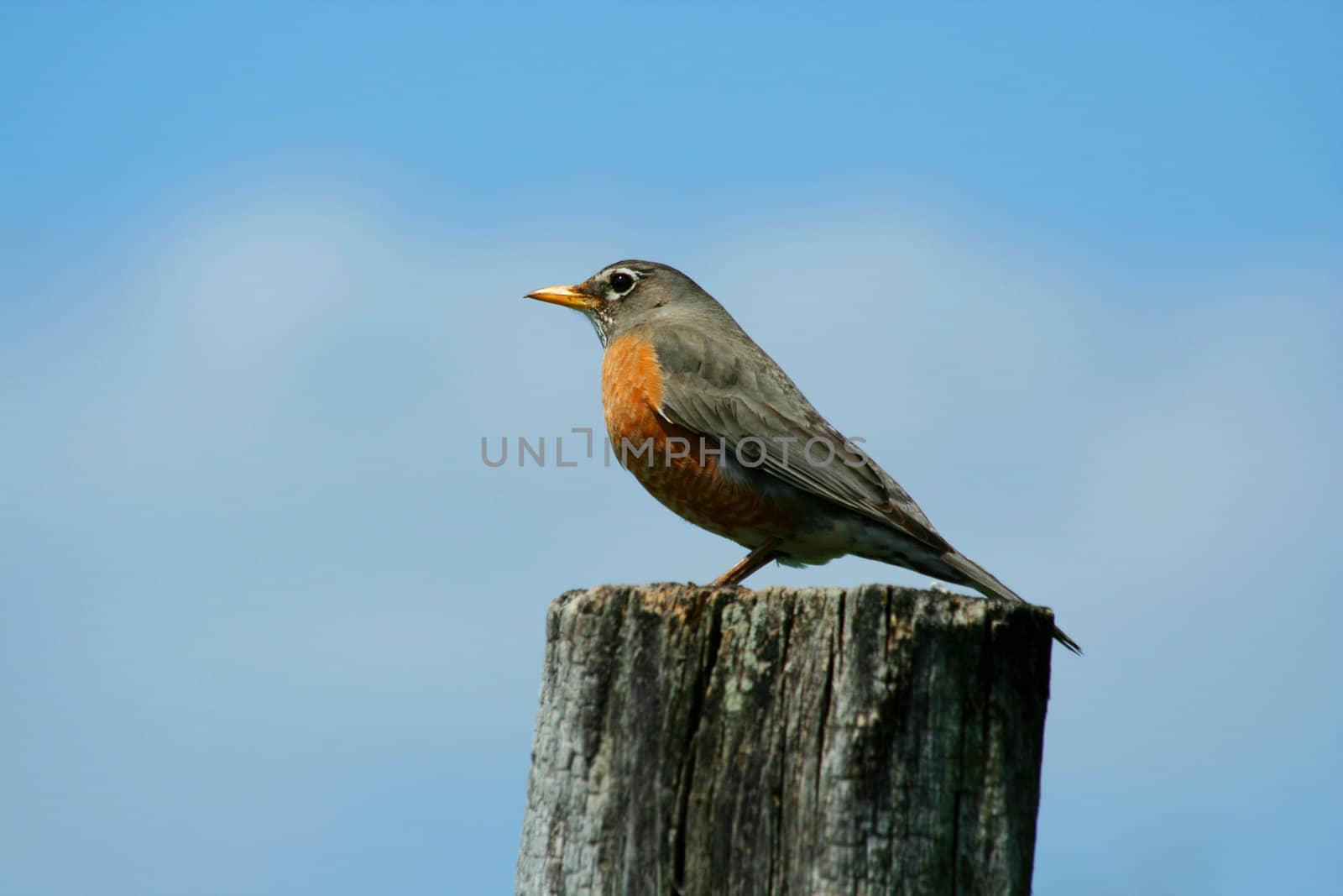 A redbrested robin on a fence post