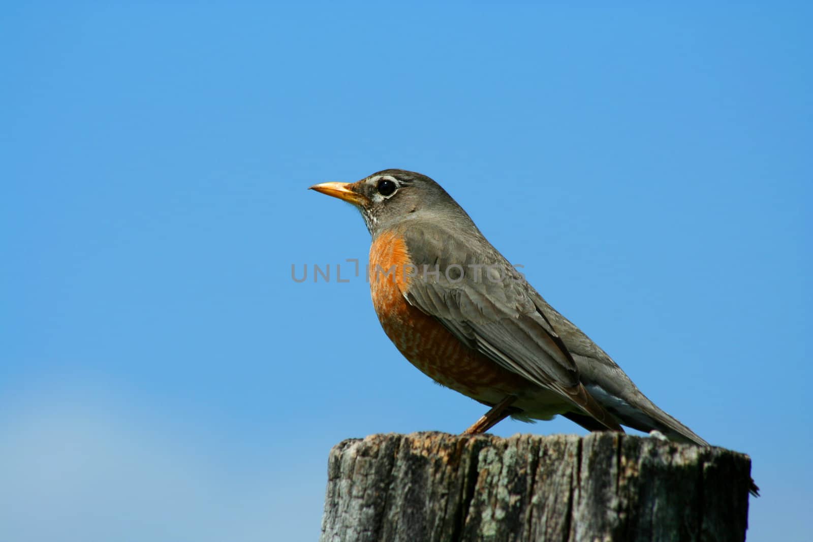 A redbrested robin on a fence post