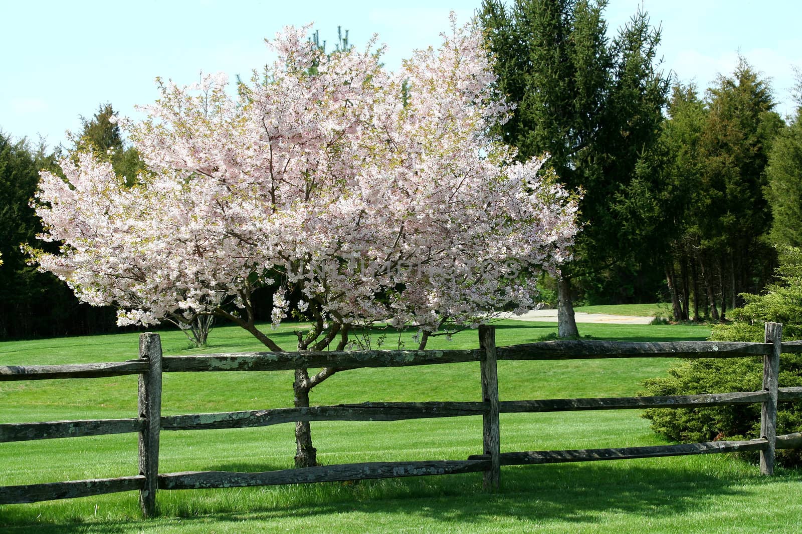A Tree blooming near a fence in a park