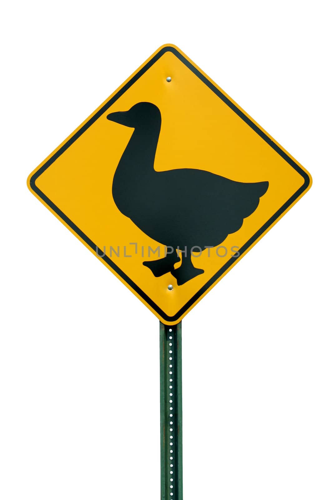 Duck crossing sign against white