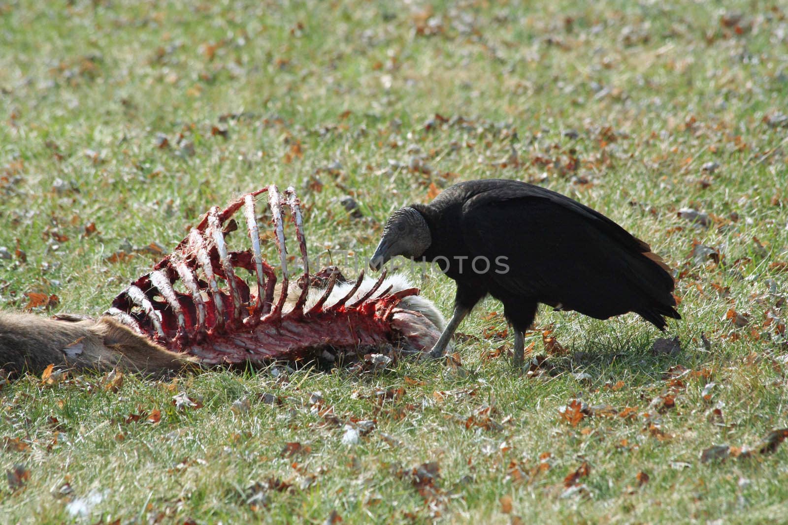 A Black Vulture eating a deer carcass