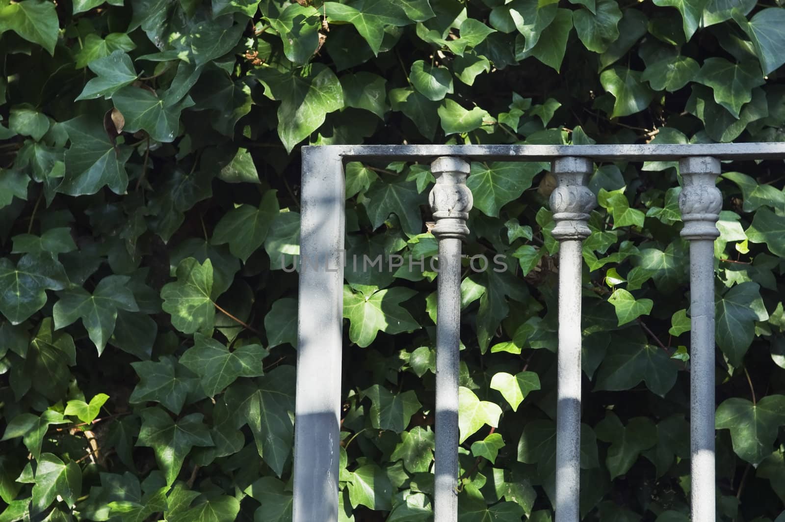 Iron gate detail over an ivy leaves background
