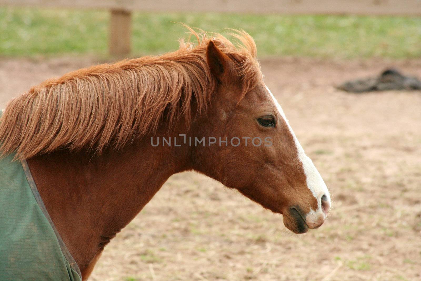 A Brown horse head profile