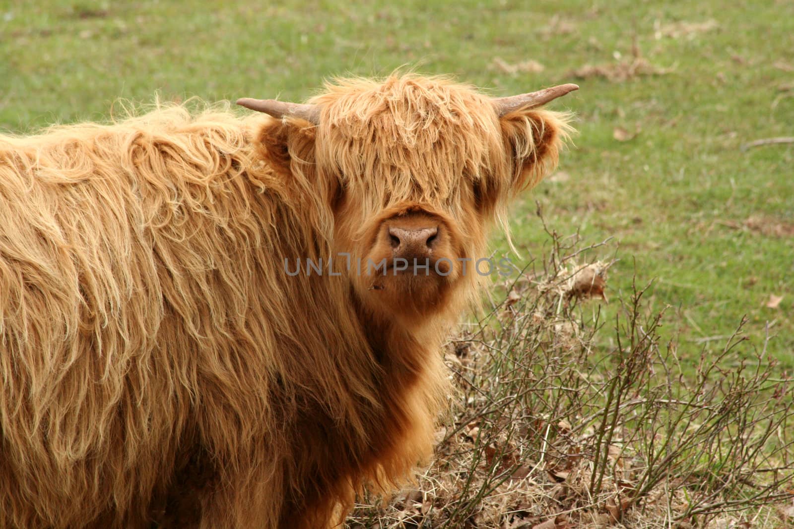 A Highland cow in a green field