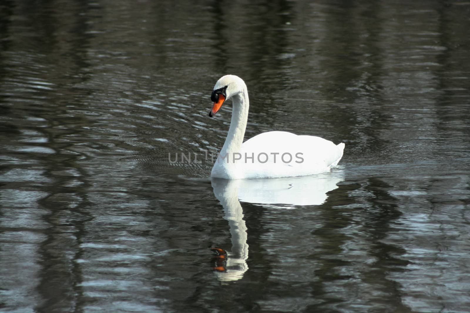 A White swan swimming in a lake