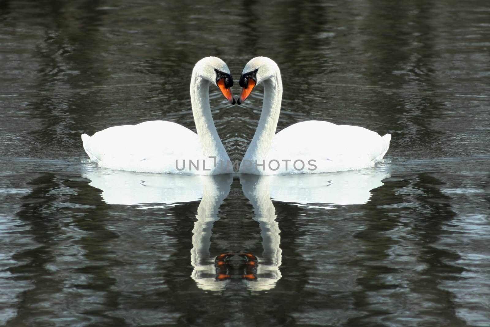Two White swans swimming in a lake formin a heart