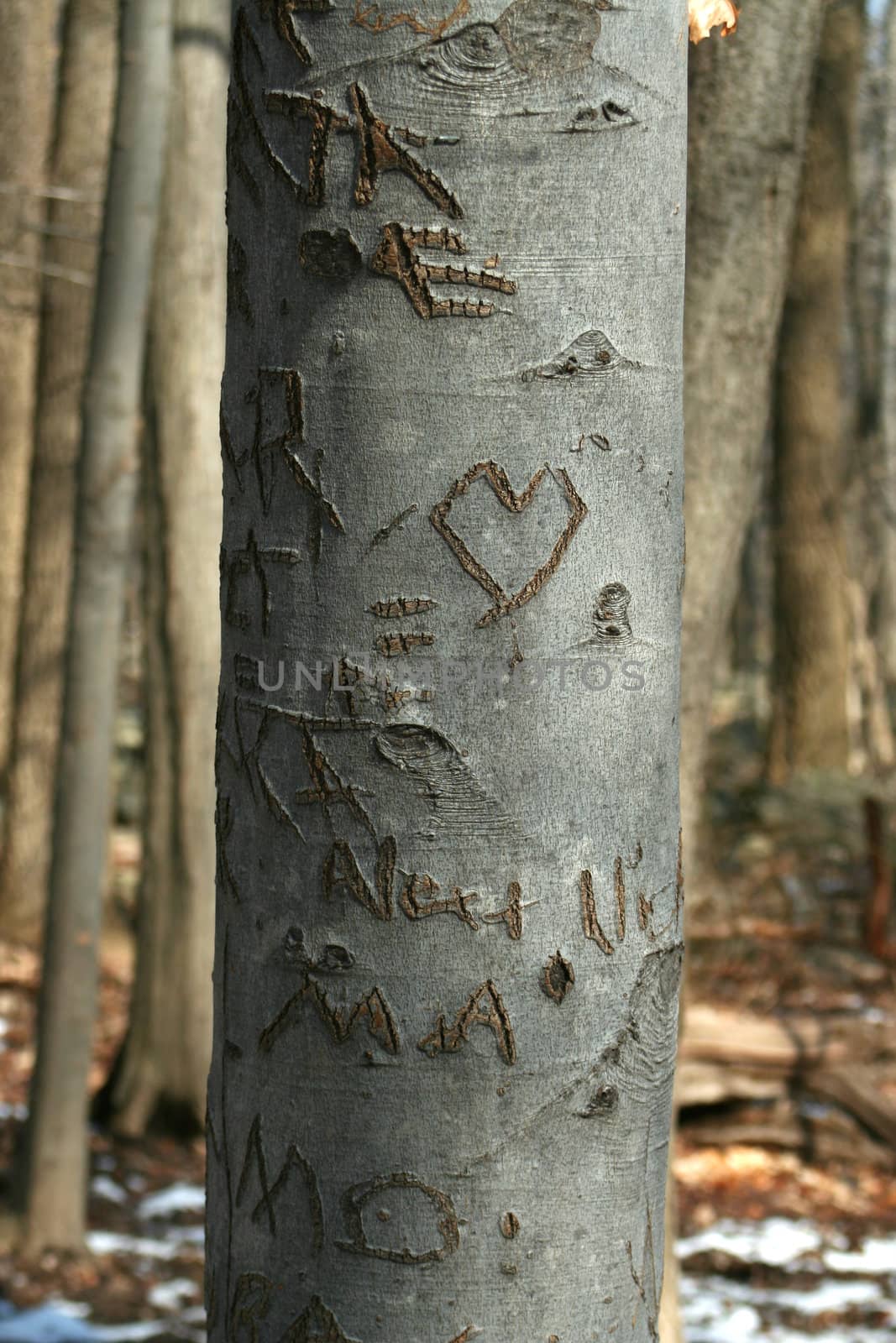 Carved sweetheart tree in the woods by njnightsky