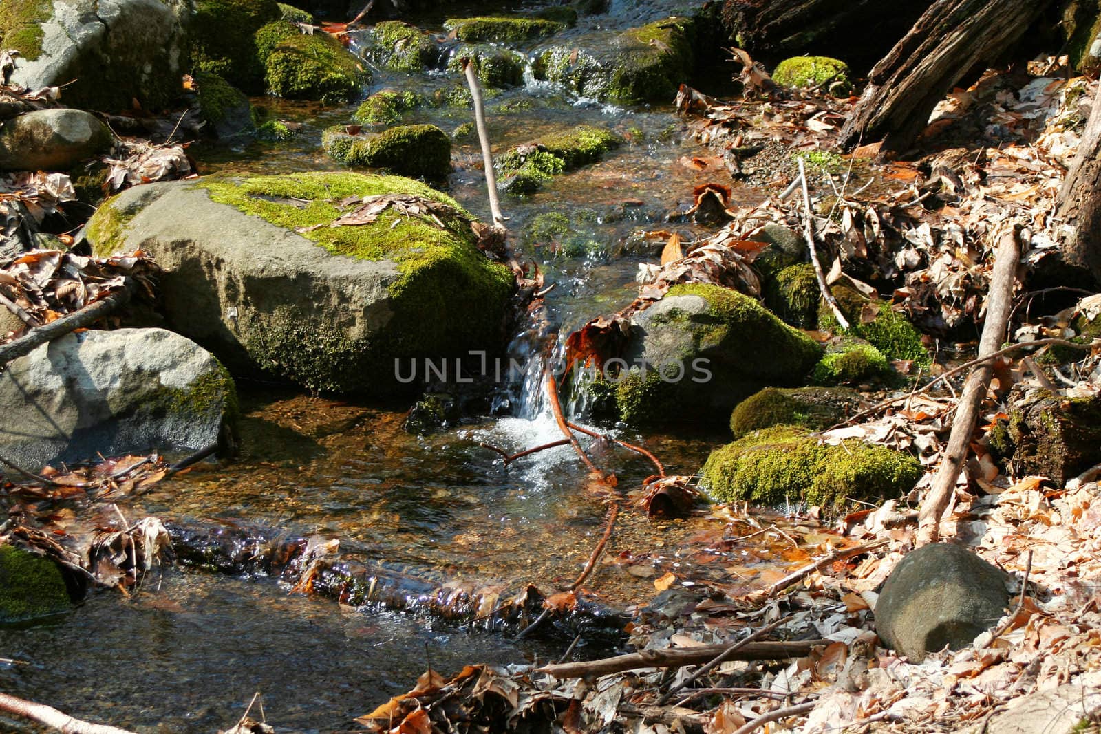 A Small stream in the woods with rocks
