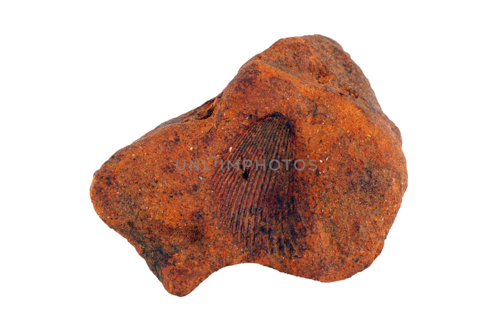 A Shell fossil in a stone