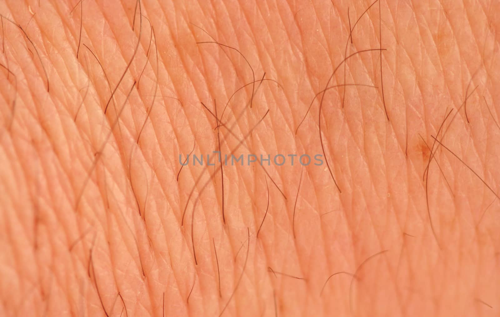 A Human arm macro with hair