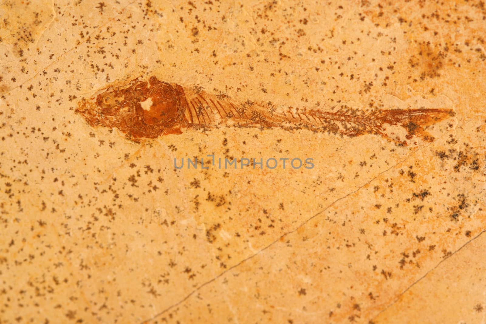 A Fossile fish in stone background