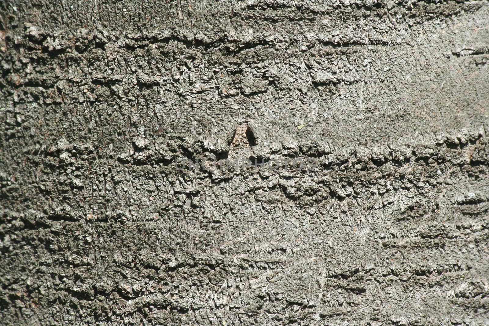 A Tree bark texture abstract background