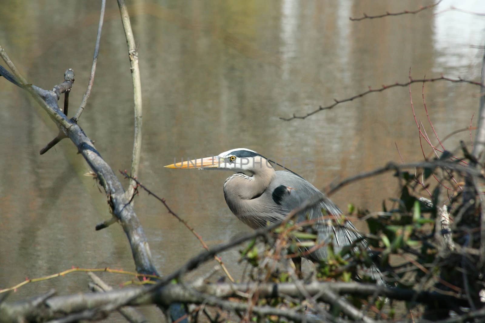 blue heron