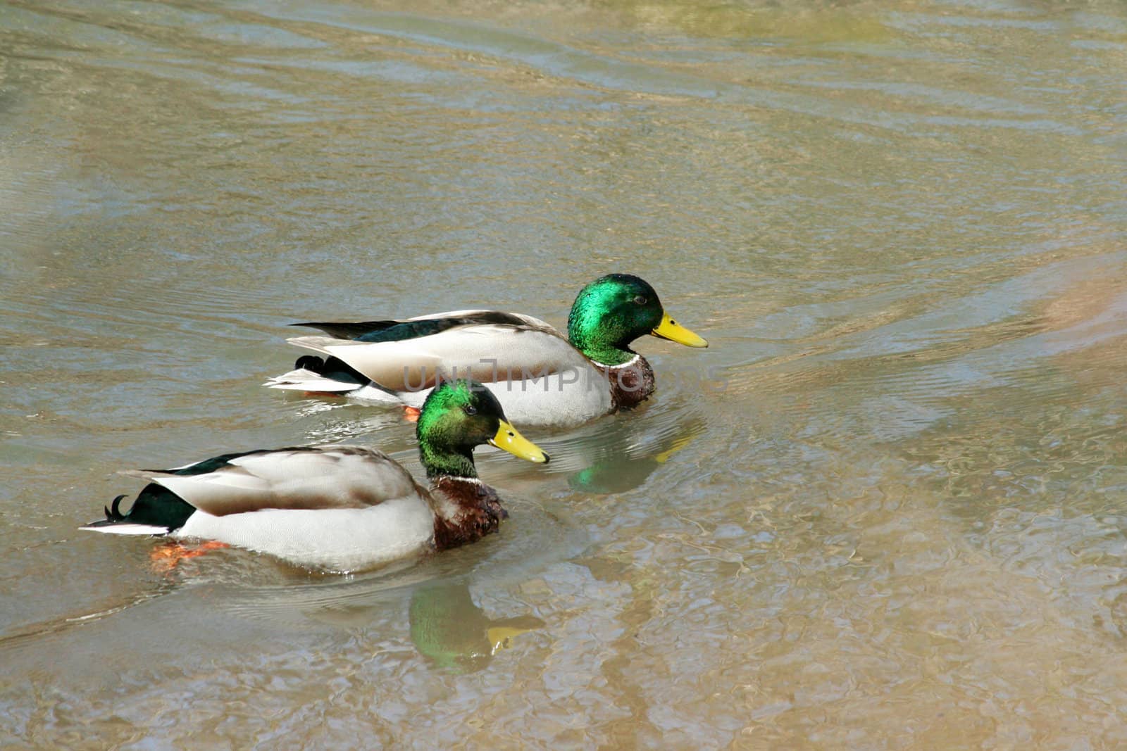 Two male mallard ducks swimming ina stream