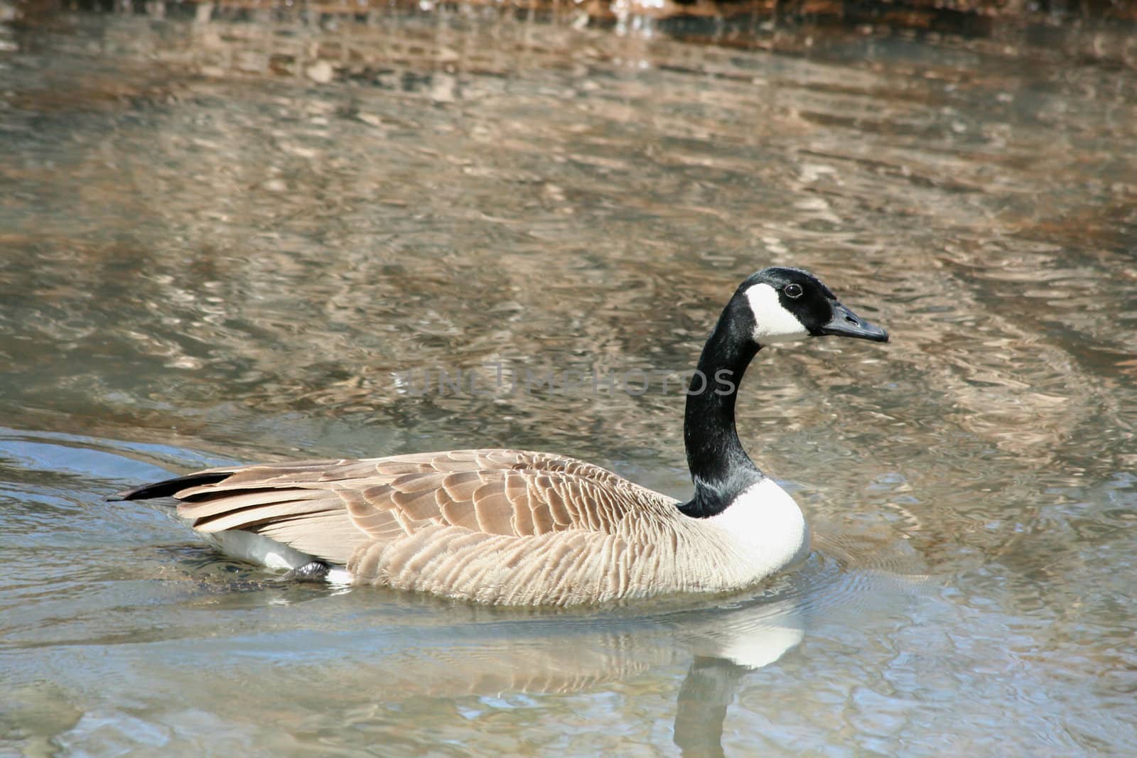 A Canadian goose swimming ina stream