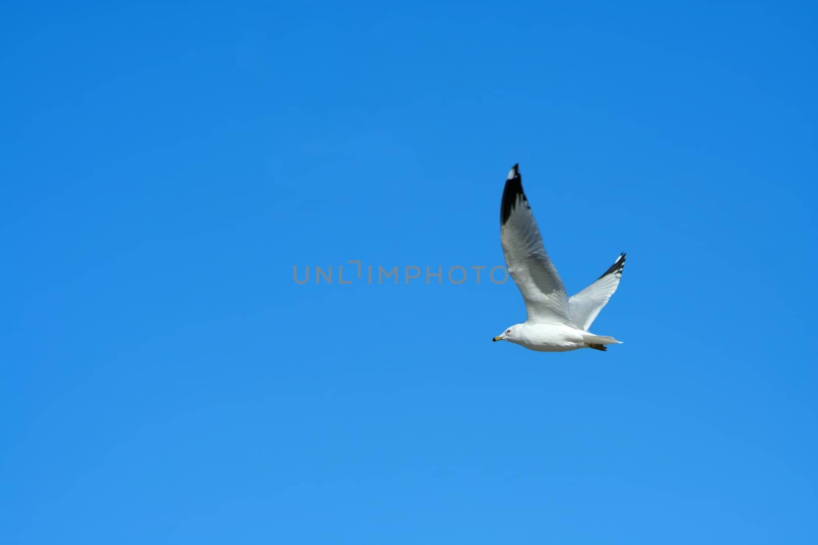 A Seagull flying against a bright blue sky
