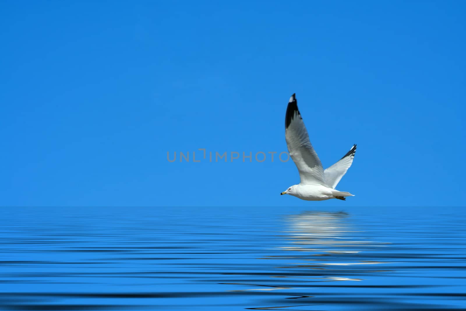 A Seagull flying against a bright blue sky
