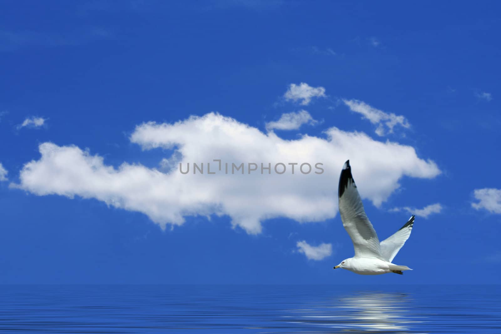 Seagull flying against a bright blue sky