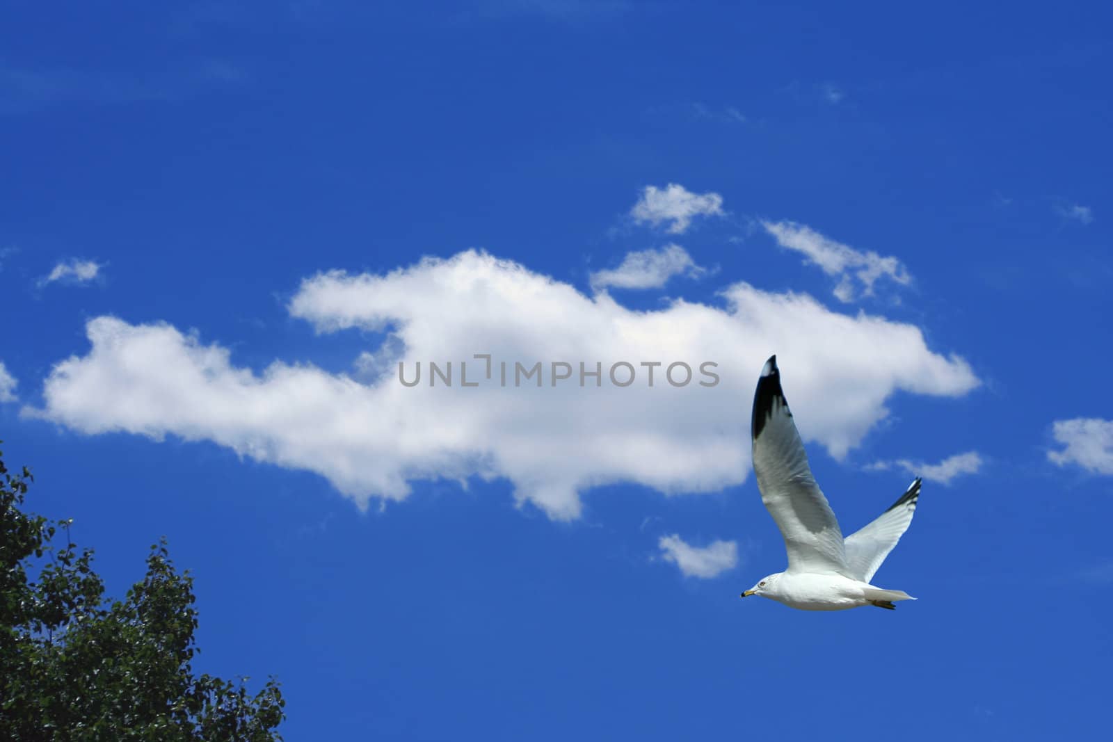 Seagull flying against a bright blue sky