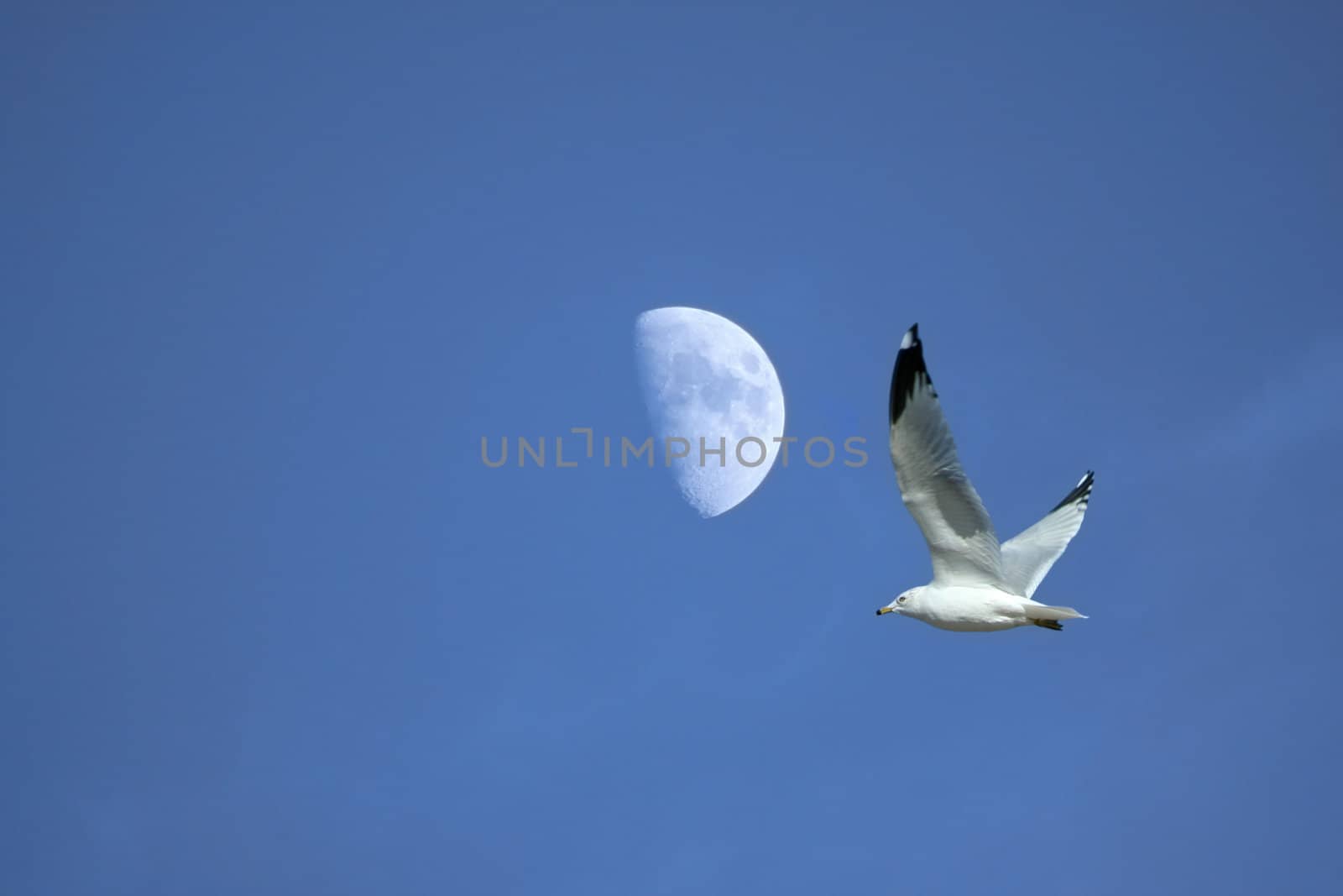 Seagull flying against a bright blue sky