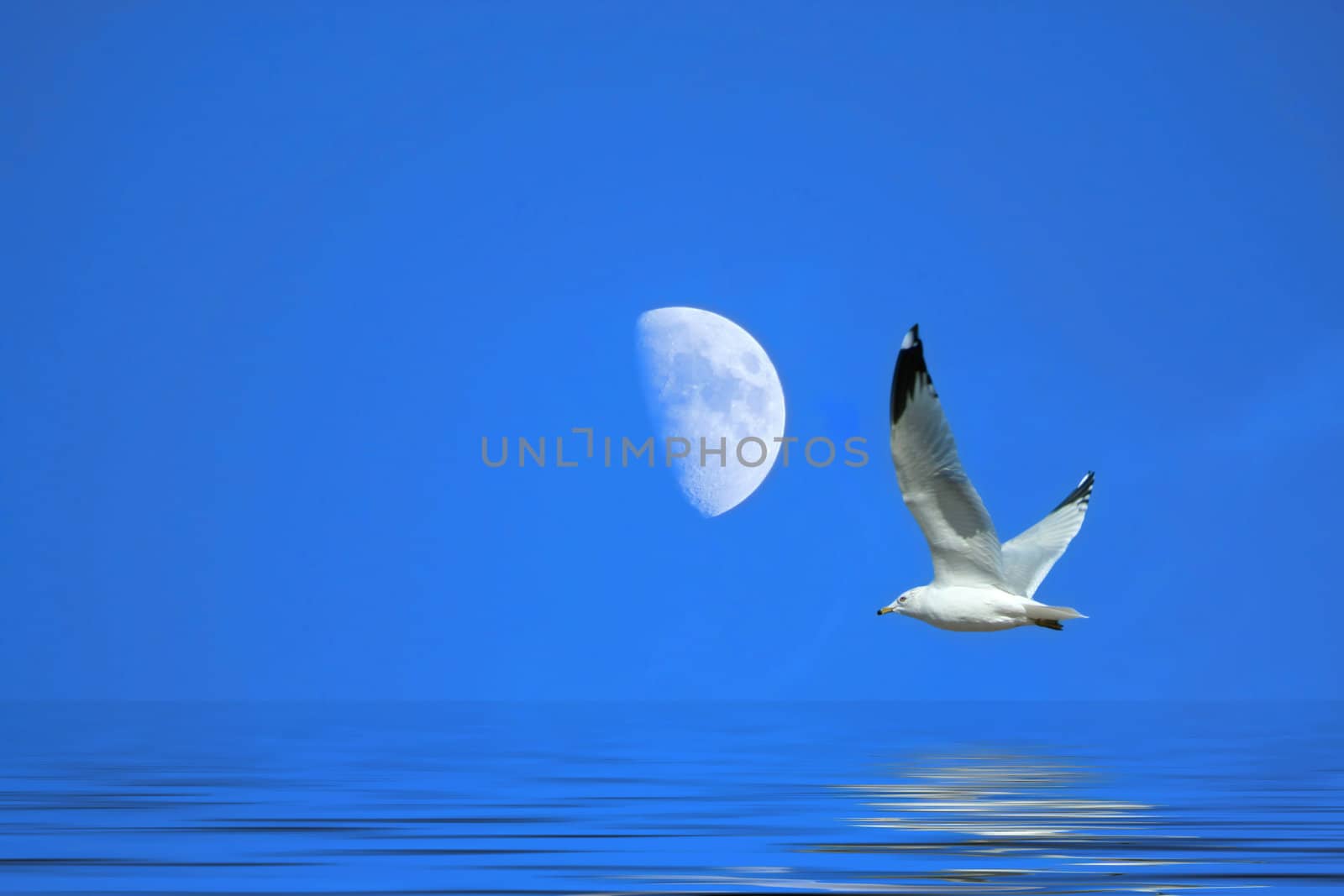Seagull flying against a bright blue sky