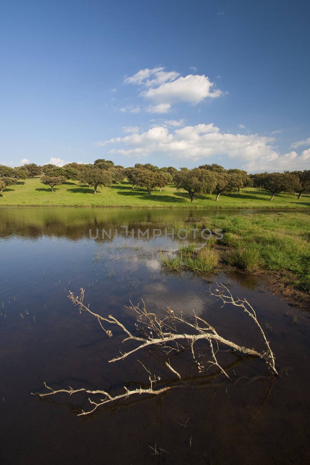 beautiful spring landscape with old tree in the lake - portrait orientation