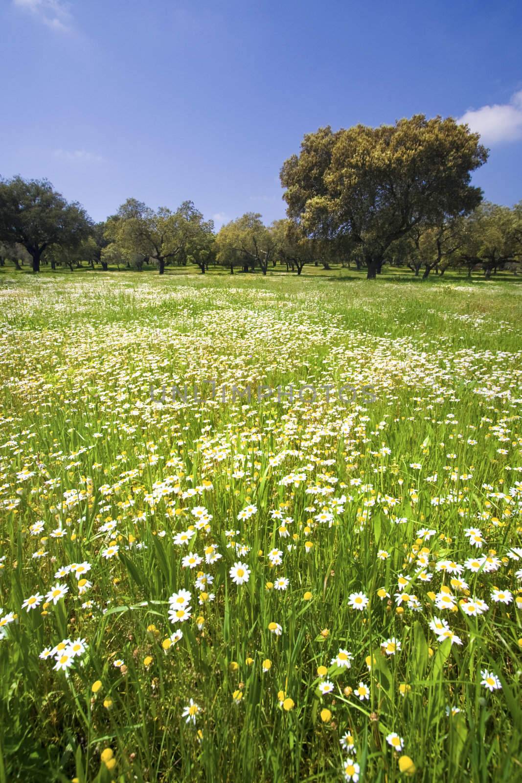 beautiful spring landscape with blue sky and daisies 