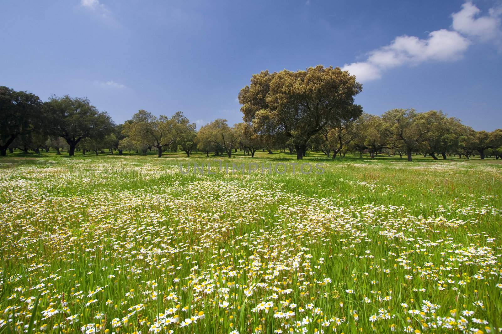 beautiful spring landscape with blue sky and daisies