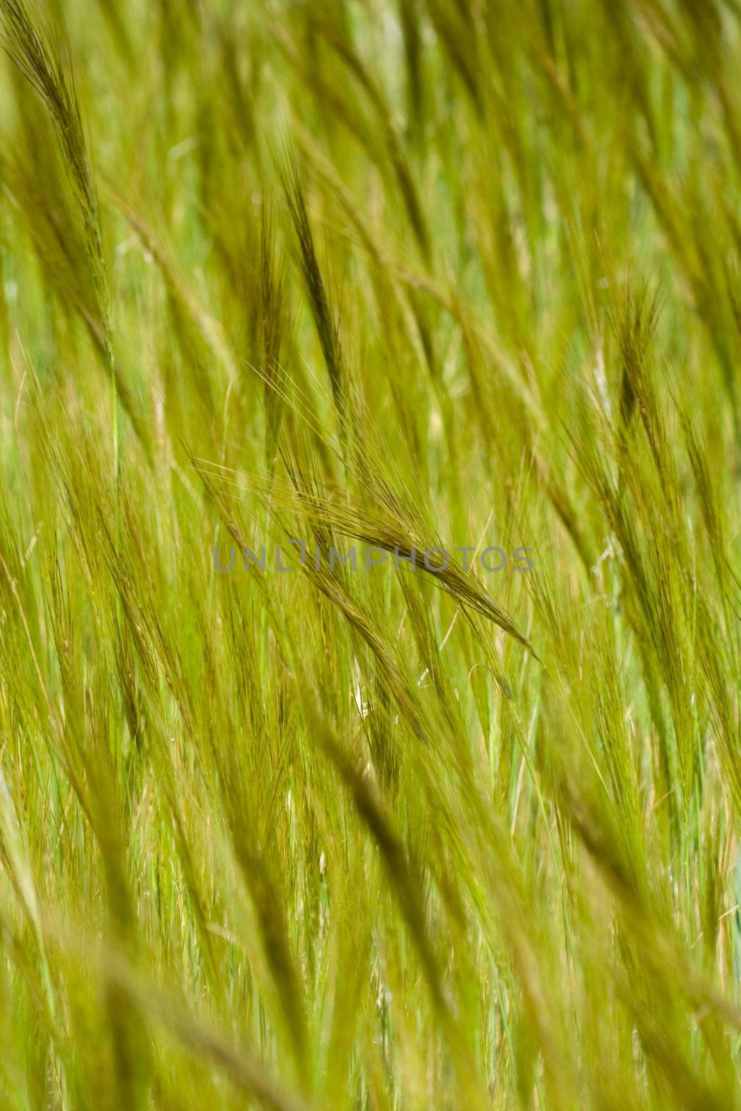 wheat fied crop detail by mlopes