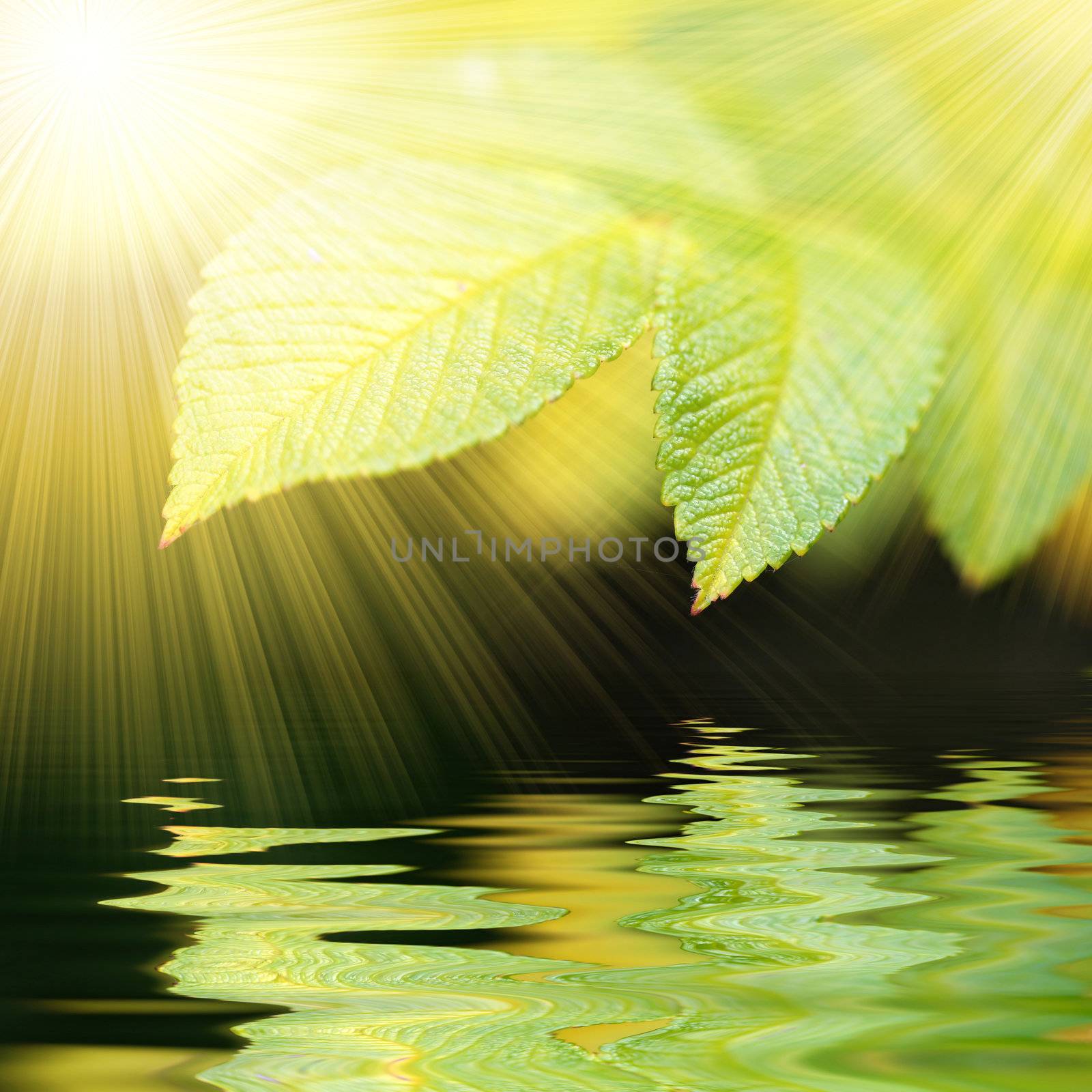 green vivid leafs witn water reflexion and sunrays - square format