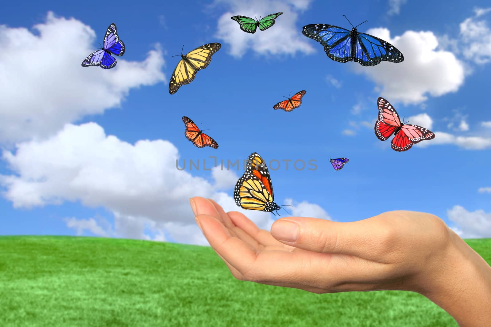 Butterflies Flying Free Against a Beautiful Spring Landscape