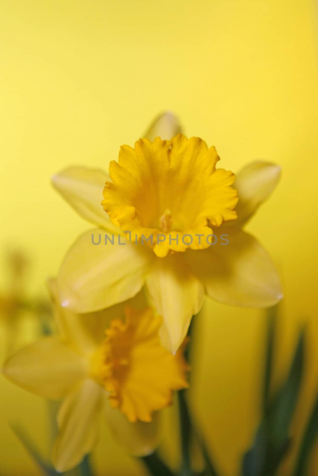 Daffodil With Extreme Depth of Field