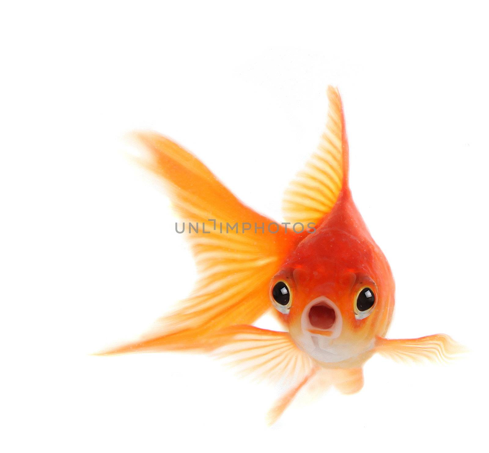 Shocked Goldfish Isolated on White Background by tobkatrina