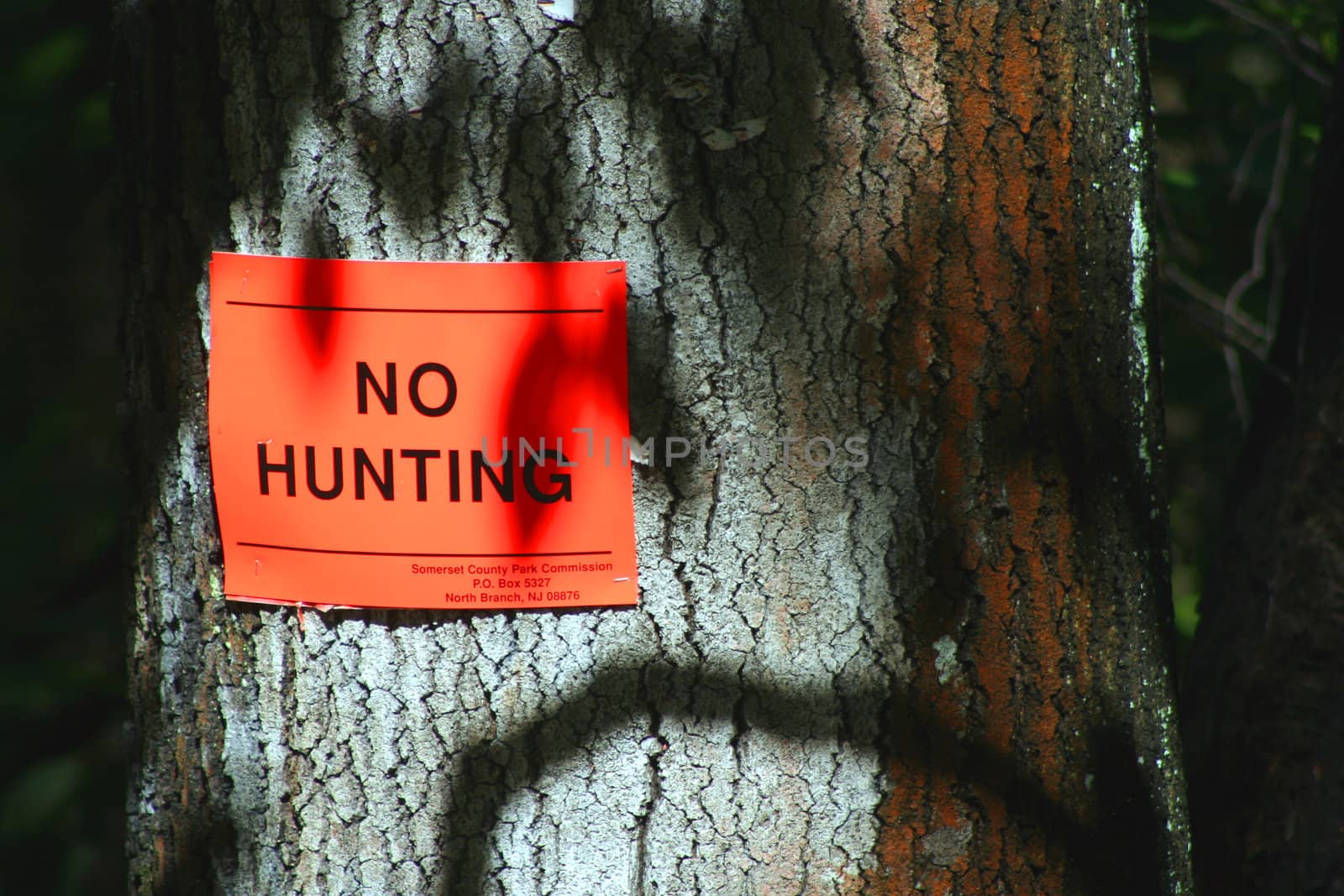 A Orange No Hunting Sign on a tree