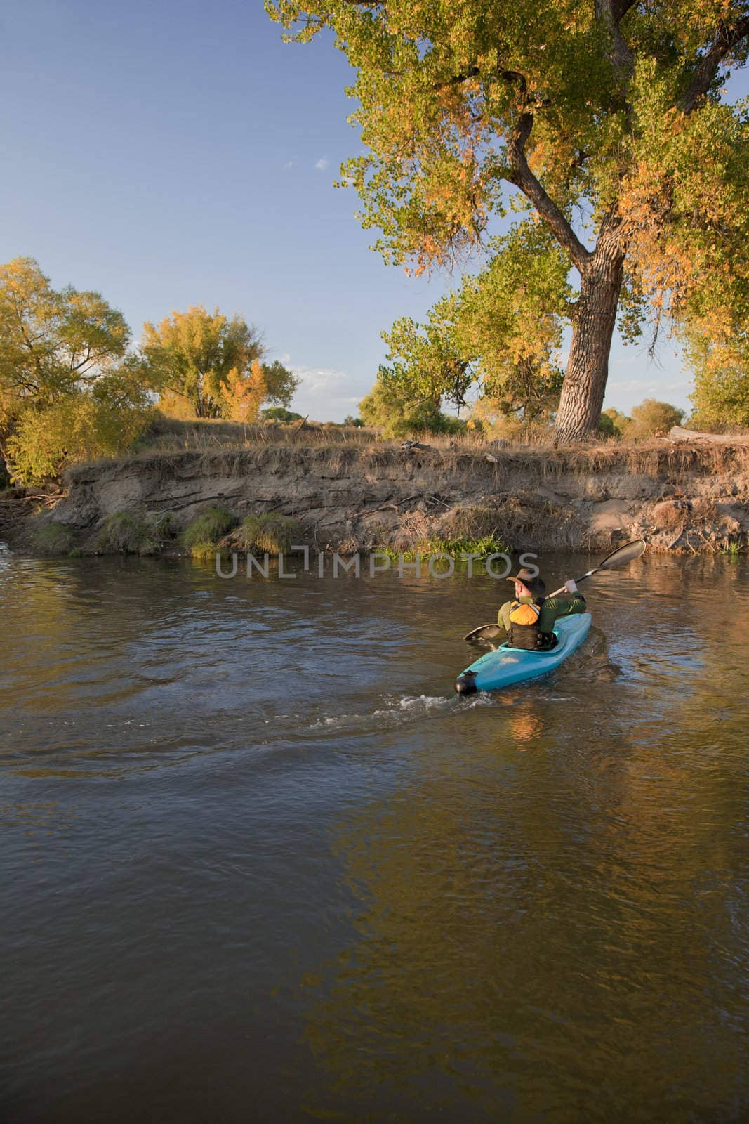 kayaker (fifty five years old male) paddling a blue, plastic, whitewater kayak on a small river in autumn scenery, Saint Vrain Creek in eastern Colorado
