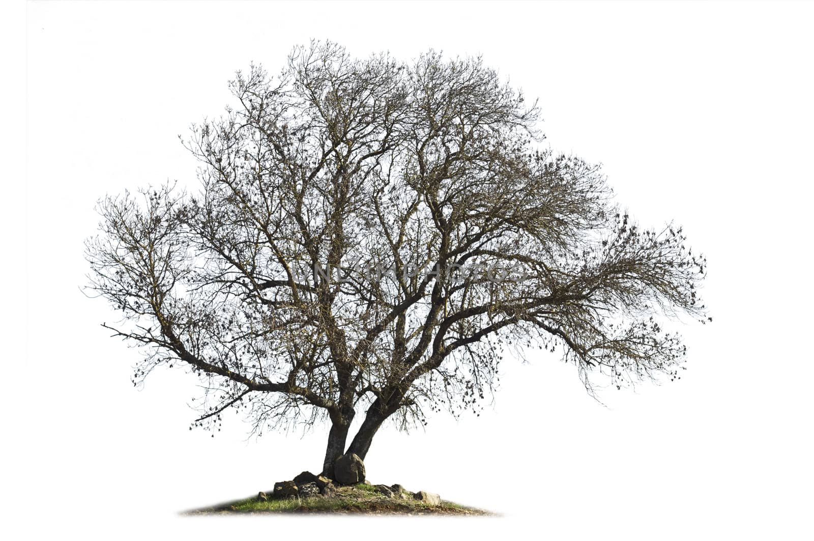 Leafless ash-tree (Fraxinus excelsior) in the winter season isolated on white
