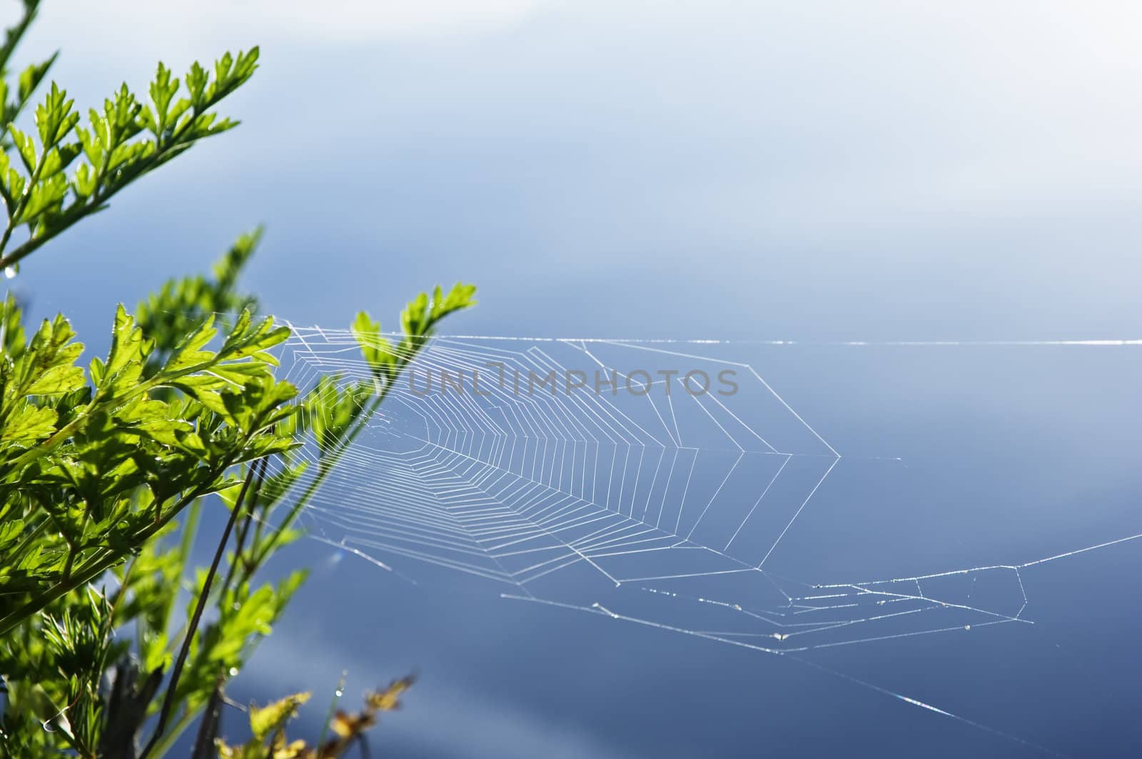 Spider�s web against a clear water background
