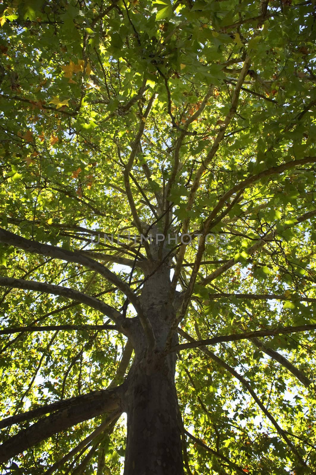 Bright detail of a giant sycamore treetop
